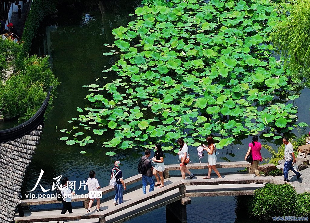 江苏苏州：拙政园夏荷叠翠享爽气
